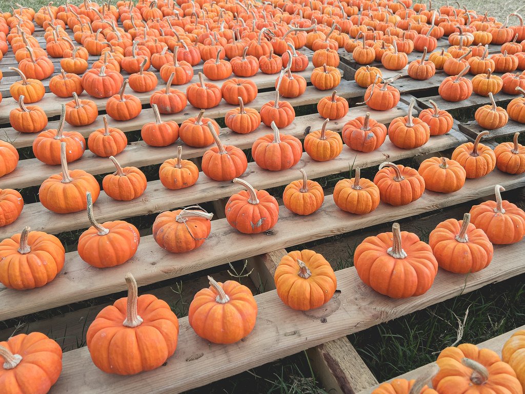 Rows of mini pumpkins in autumn colours